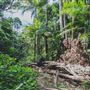 Ardeena - Jungle / Rainforest Private Property