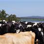 Bega Valley Area
