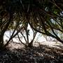 Cabarita Beach