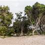 Hickey Island - Yamba