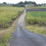 Wooyung Cane Fields