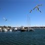 Bermagui