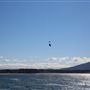Bermagui