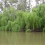 Whylandra Crossing, Dubbo