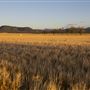 Narrabri