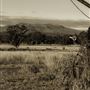 Narrabri