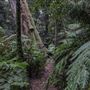 Cathedral of Ferns - Mount Wilson