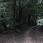 Cathedral of Ferns - Mount Wilson
