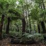 Cathedral of Ferns - Mount Wilson
