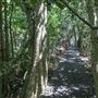 Minnamurra Rainforest Walk - Budderoo National Park