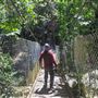 Minnamurra Rainforest Walk - Budderoo National Park