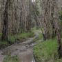 Cudgen Creek