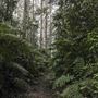 Minyon Falls - Nightcap National Park