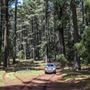 Jenolan State Forest