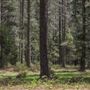 Jenolan State Forest