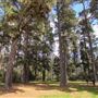 Jenolan State Forest