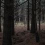 Dingo Road Arboretum - Vulcan State Forest