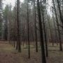 Dingo Road Arboretum - Vulcan State Forest