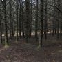 Dingo Road Arboretum - Vulcan State Forest