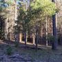 Dingo Road Arboretum - Vulcan State Forest