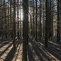 Dingo Road Arboretum - Vulcan State Forest