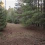 Dingo Road Arboretum - Vulcan State Forest