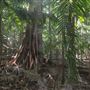 Ardeena - Jungle / Rainforest Private Property