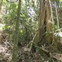 Ardeena - Jungle / Rainforest Private Property