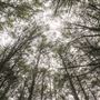 Douglas Fir Stand - Vulcan State Forest