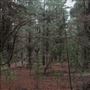 Douglas Fir Stand - Vulcan State Forest