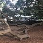 Mick Ryan Park - Big Fig Tree