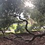 Mick Ryan Park - Big Fig Tree