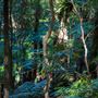 Glengariff Estate Rainforest