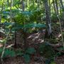 Glengariff Estate Rainforest
