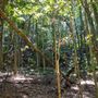 Glengariff Estate Rainforest