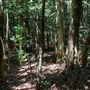 Glengariff Estate Rainforest
