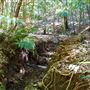 Glengariff Estate Rainforest