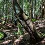 Glengariff Estate Rainforest