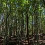 Glengariff Estate Rainforest