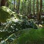 Glengariff Estate Rainforest