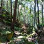 Glengariff Estate Rainforest