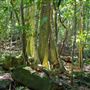 Glengariff Estate Rainforest