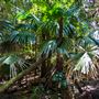 Glengariff Estate Rainforest