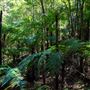Glengariff Estate Rainforest