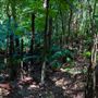 Glengariff Estate Rainforest
