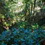 Glengariff Estate Rainforest