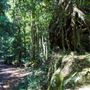 Glengariff Estate Rainforest