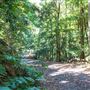 Glengariff Estate Rainforest