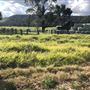 Bolong Farms