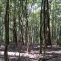 Otford Farm - Jungle Set Build Site